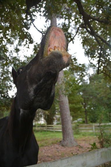 horses teeth1 9-13-2014 1-33-04 PM