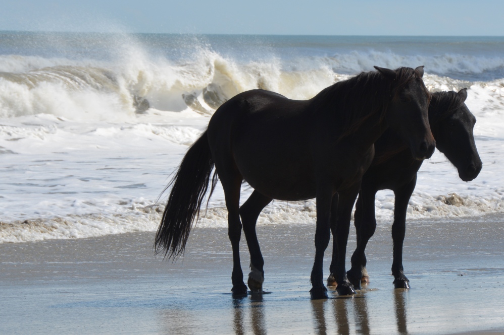 Лошадку жизнь. Крепкая лошадь. Фон для фото вороные жеребцы на море. Кони могут менять цвет после 2 лет.