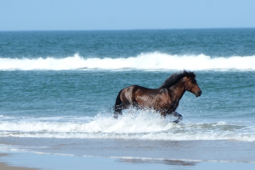 horse splash 5-25-2016 4-12-13 PM