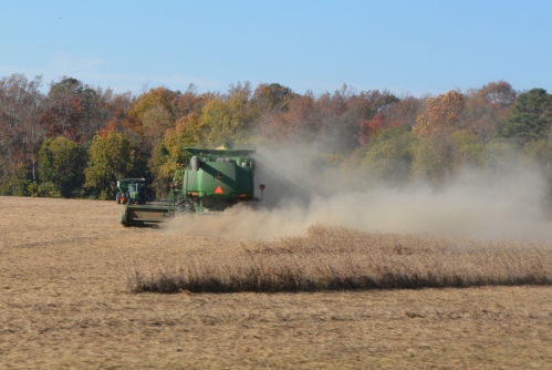 harvesting soybeans