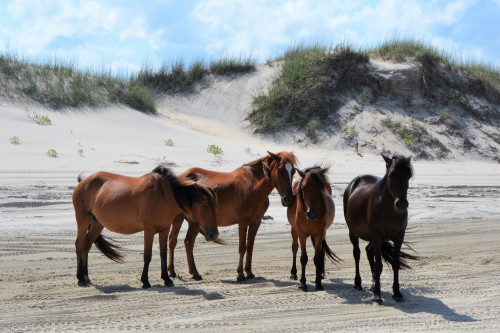 Wild Horses Of The Outer Banks These Days Of Mine